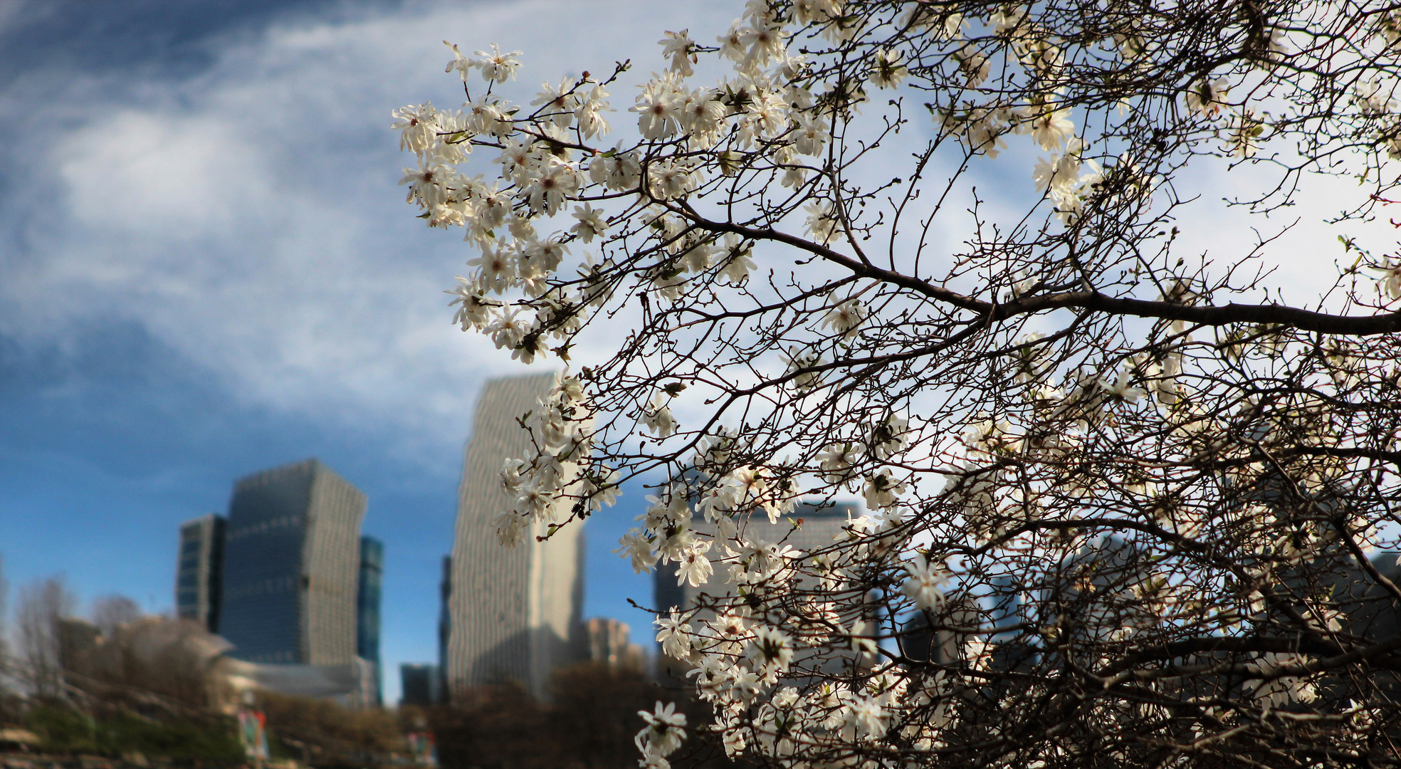 In Bloom