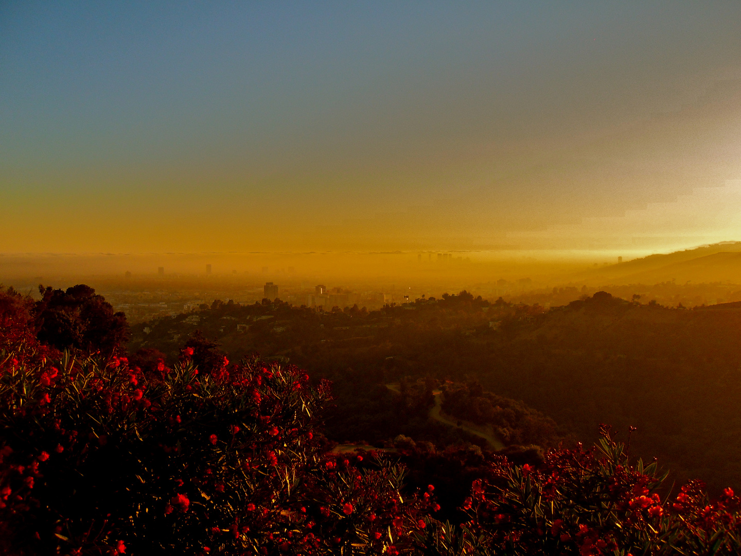 In Bloom