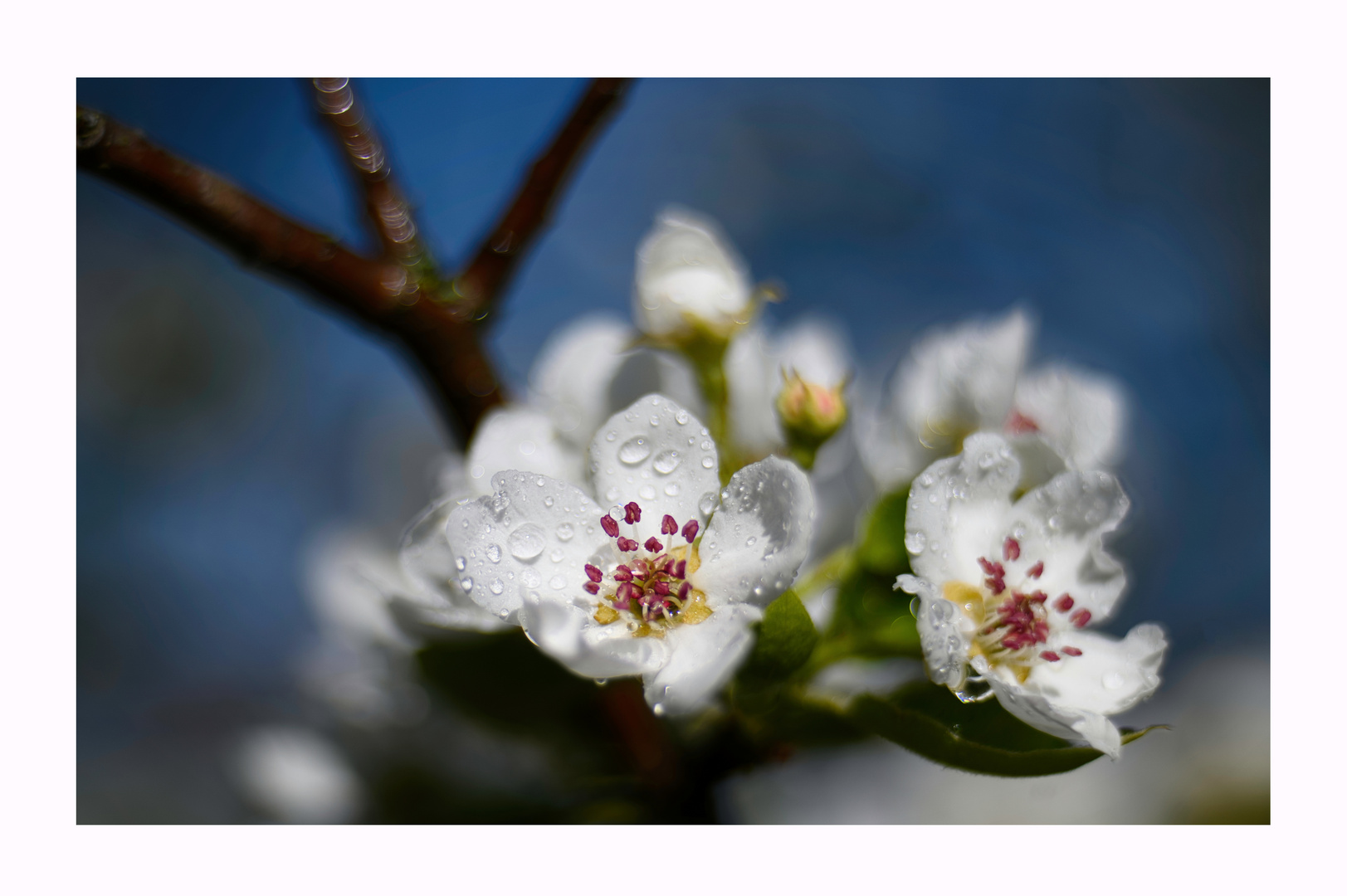 In Bloom