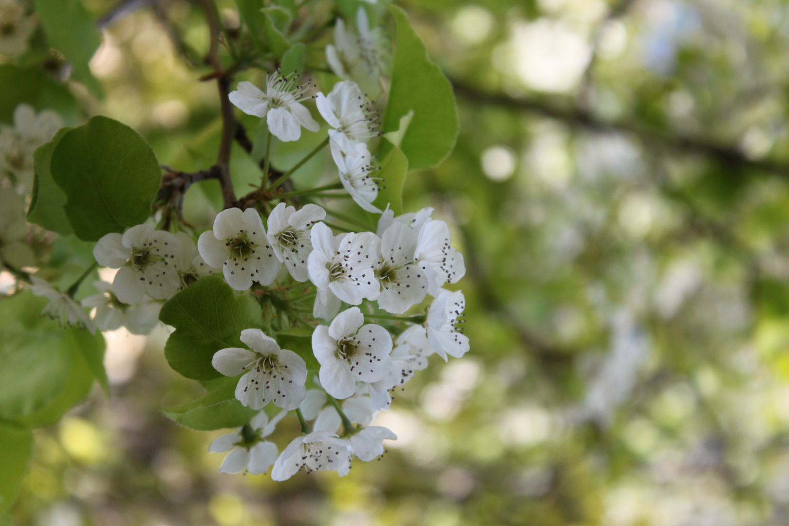 In Bloom