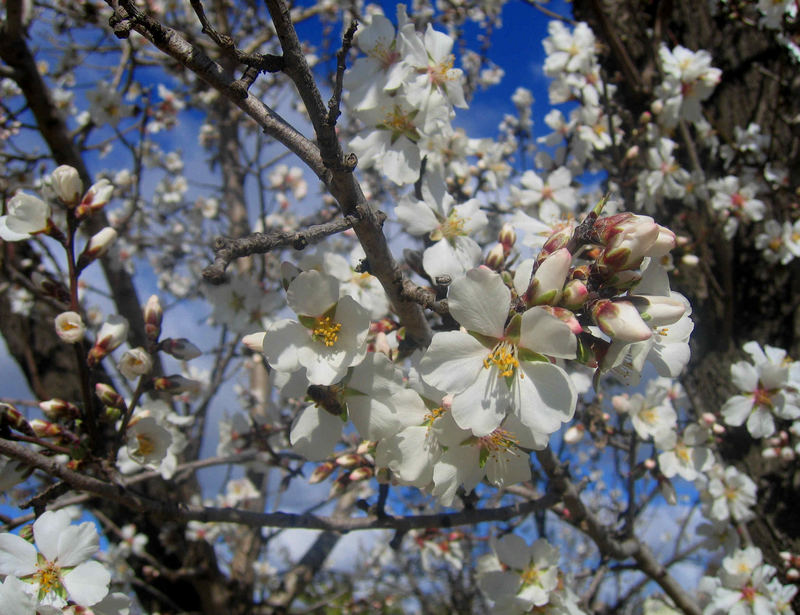 In Bloom