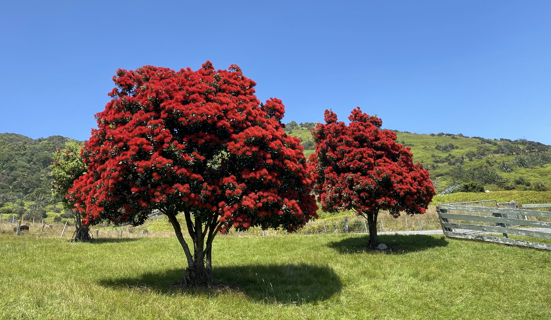 In blossom (Pohutukawa, der Weihnachtsbaum der Kiwis)