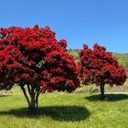 In blossom (Pohutukawa, der Weihnachtsbaum der Kiwis)