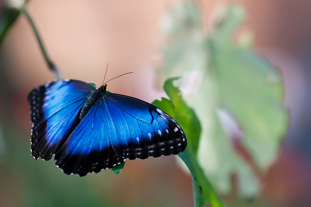 In blue