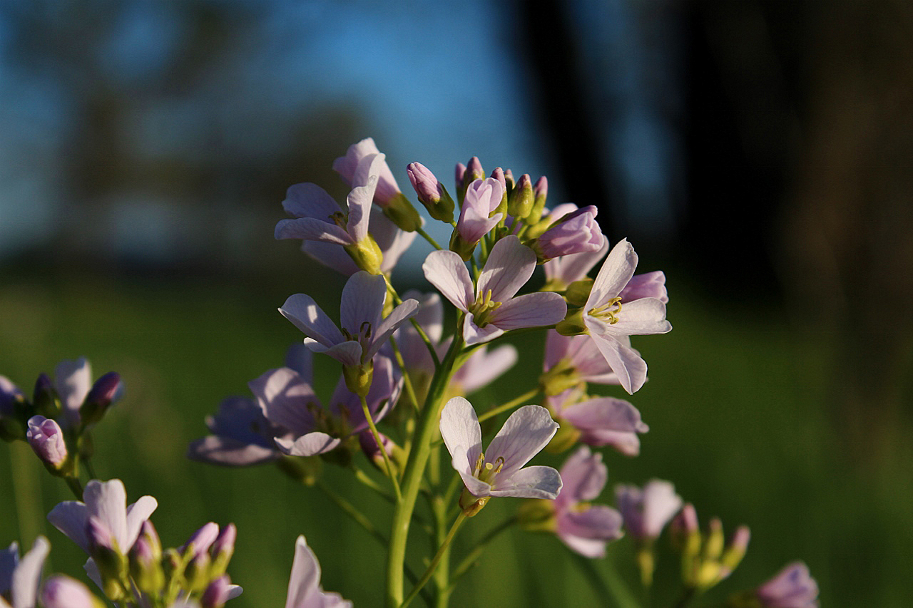 In Blüte