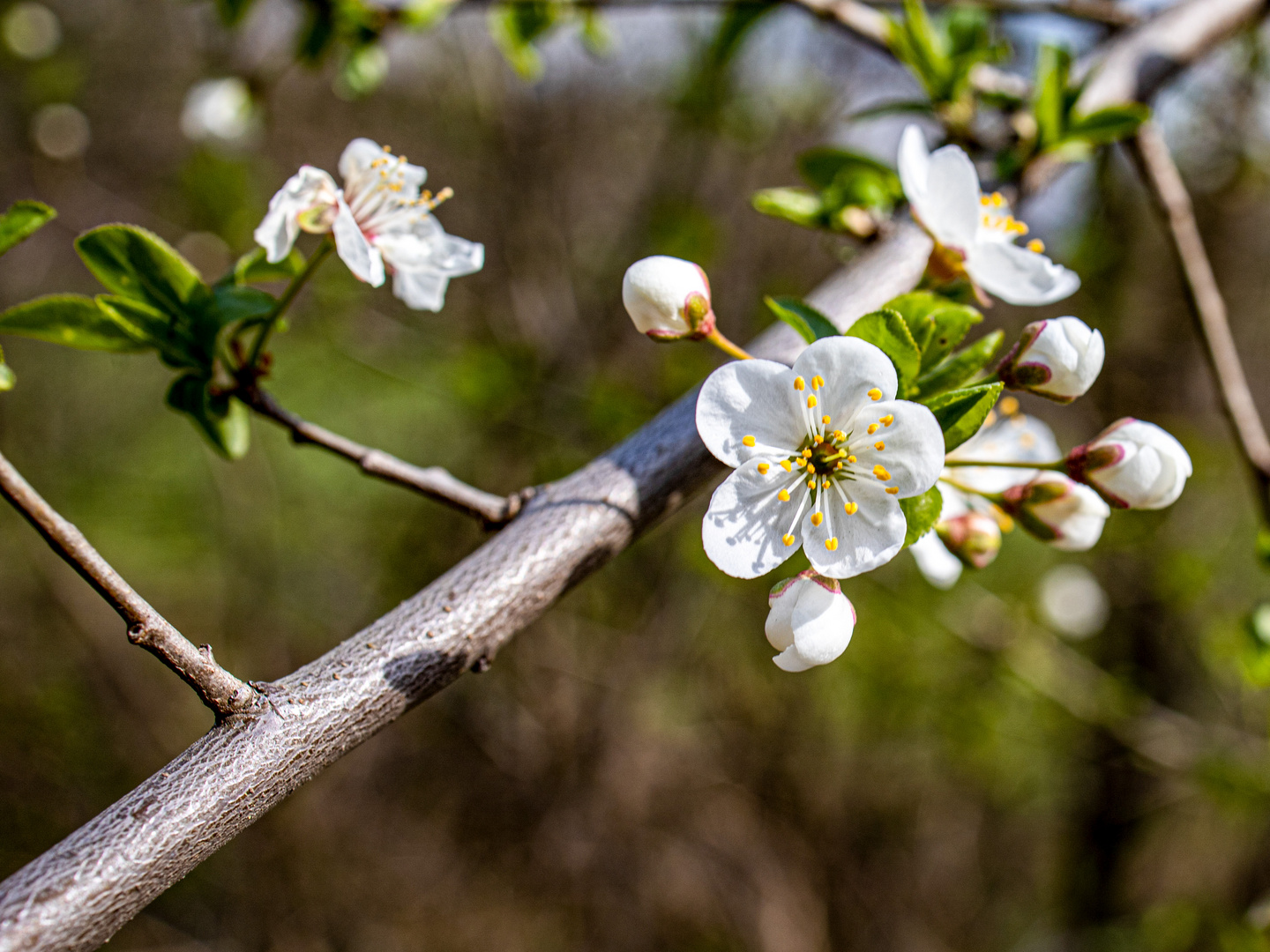 in Blüte