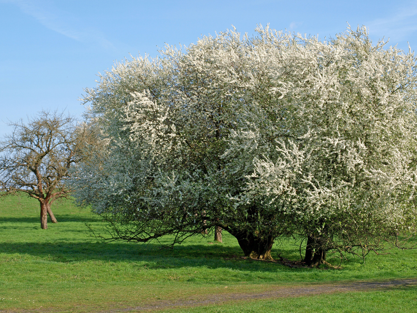 In Blüte