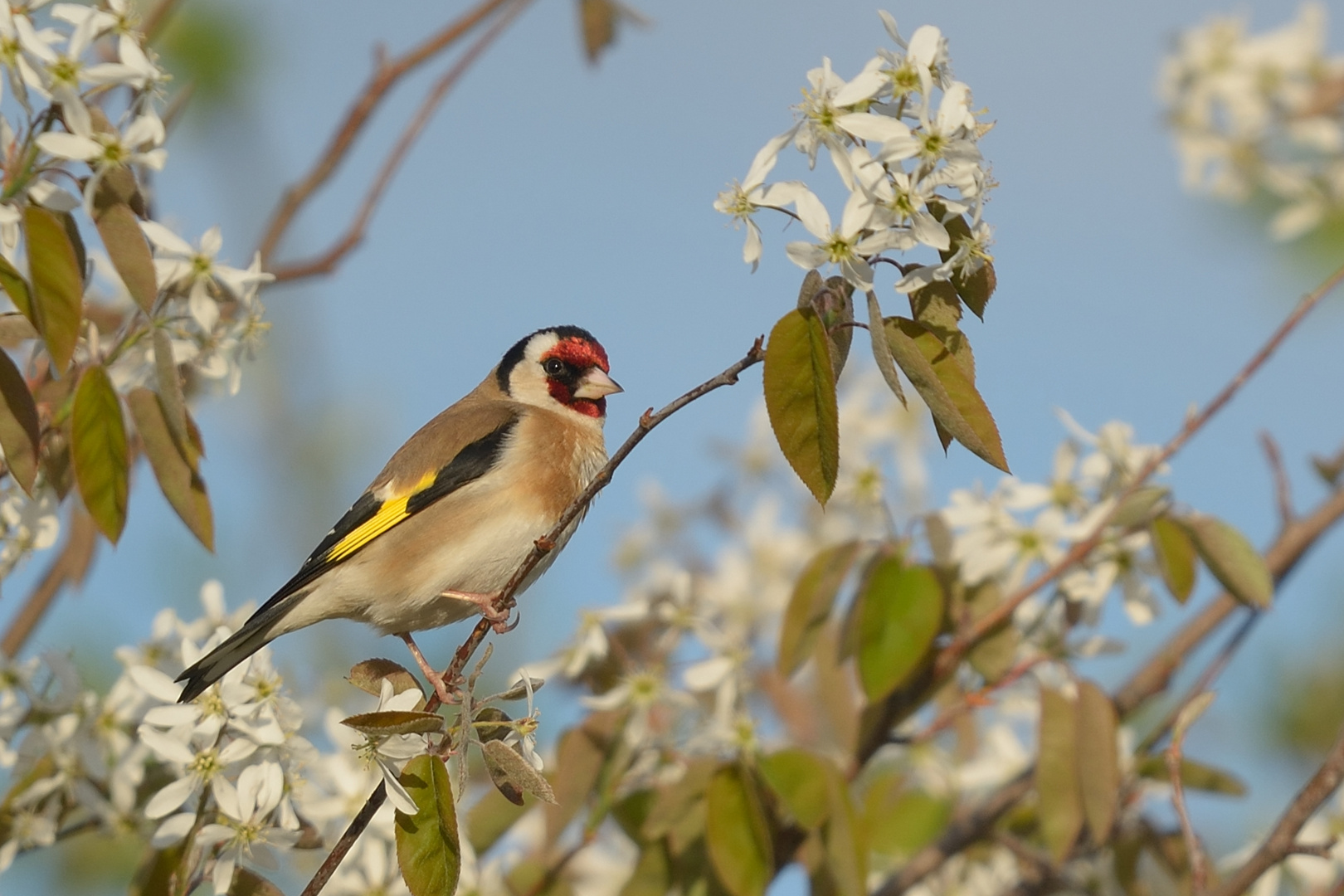 In Blüten schwelgen...