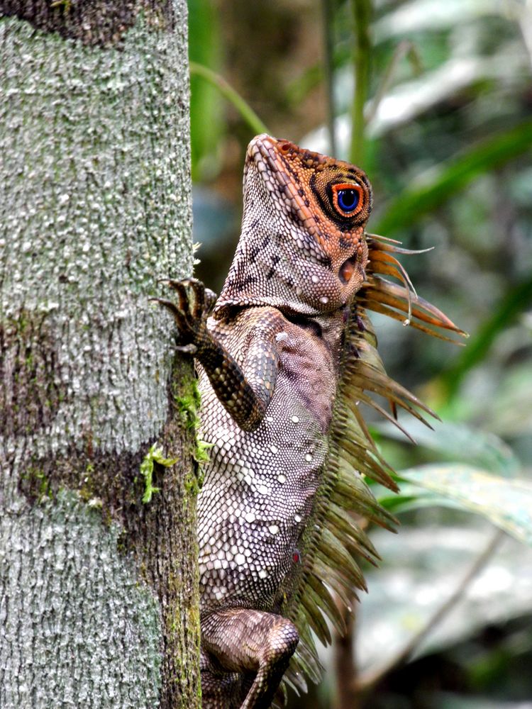 In Borneos Regenwäldern