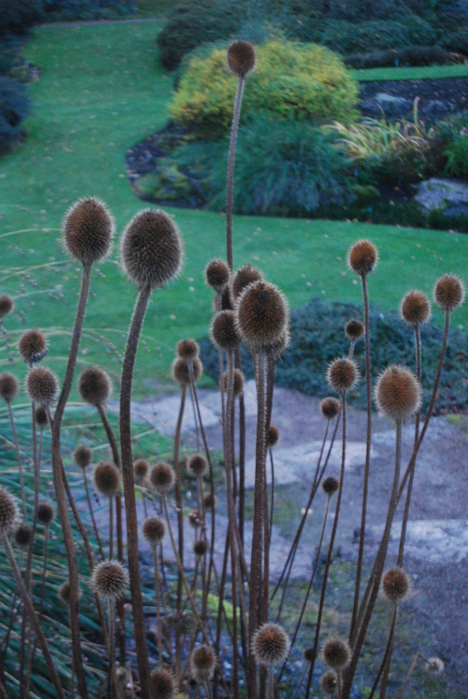 In botanic garden