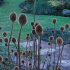 In botanic garden