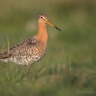 In brandenburgischen Landschaften schon eine Ausnahme - die Uferschnepfe