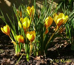 In Bremen ist der Frühling da