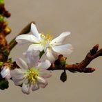 In Bremen wird es Frühling II