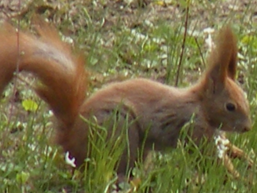 In bucharest park