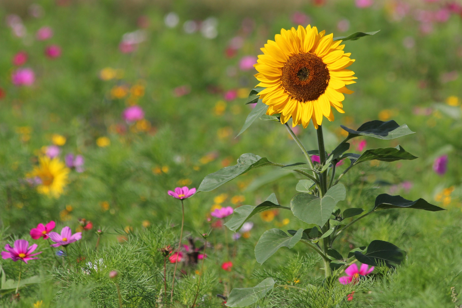 In bunter Blumenpracht