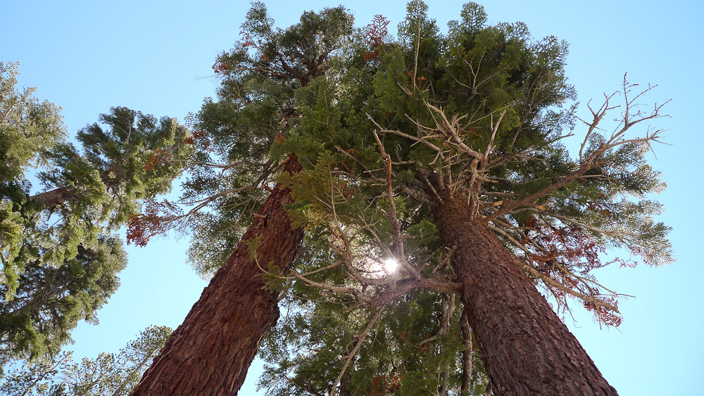 in californien wachsen die bäume in den himmel