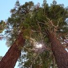 in californien wachsen die bäume in den himmel