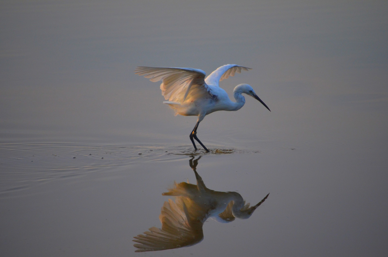 In Camargue