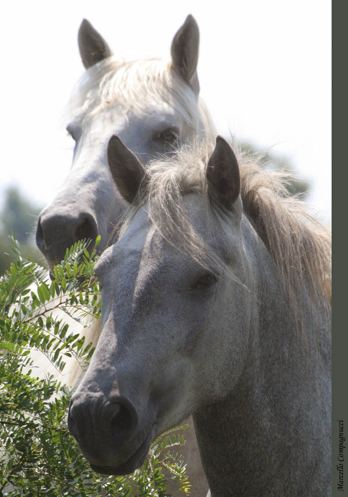 In Camargue