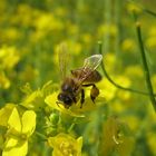 In campagna con papà di Raffaele Falso