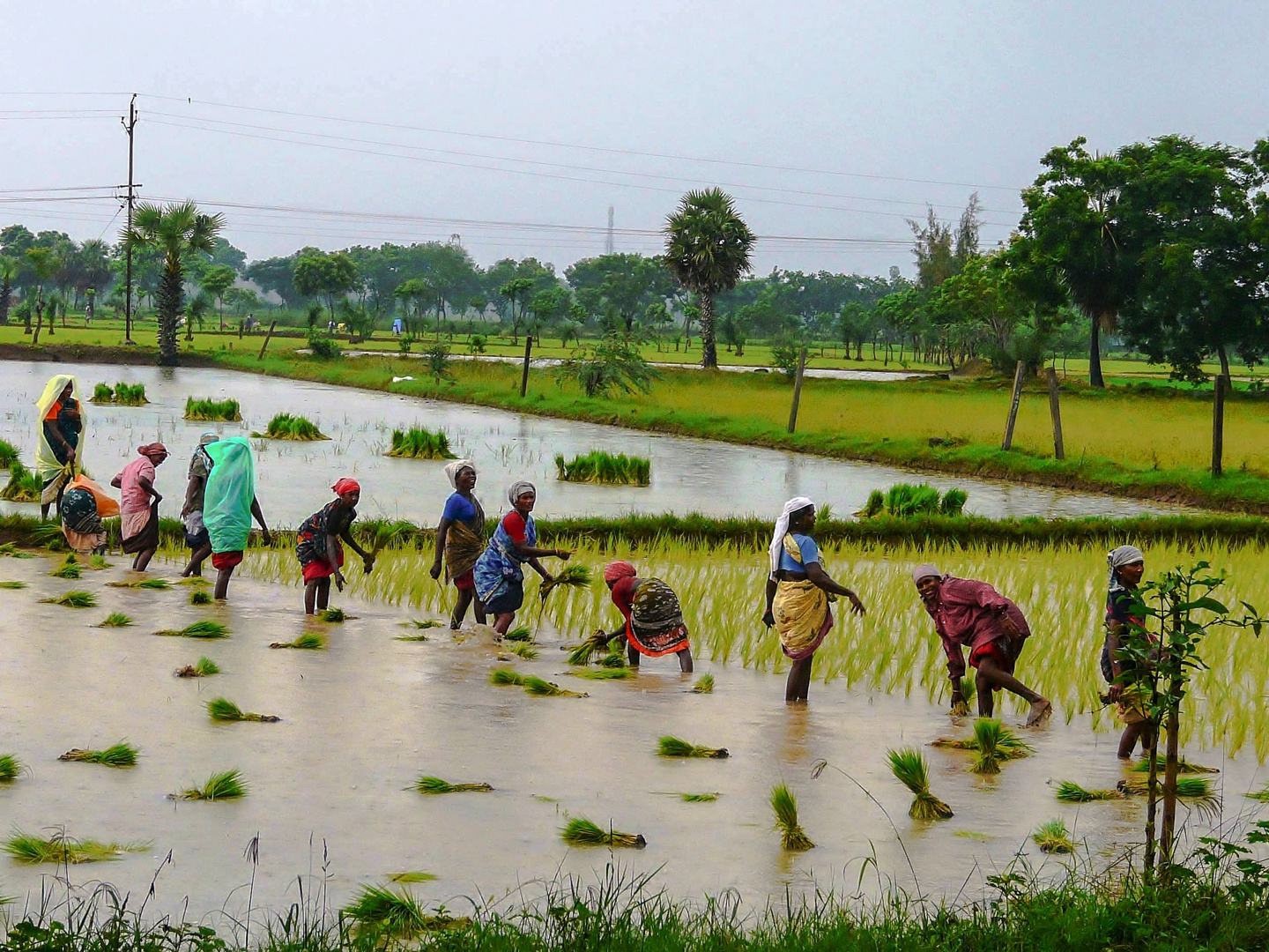 In campagna (India meridionale)