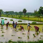 In campagna (India meridionale)