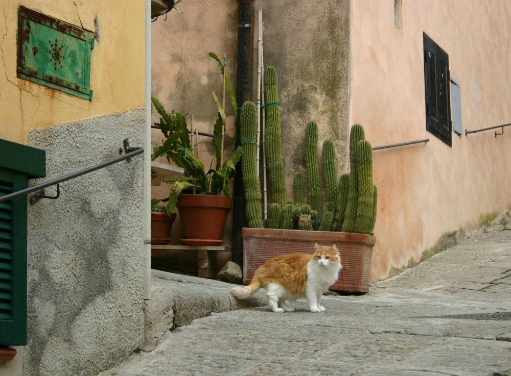 In Castagneto Carducci