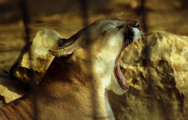 In cattività...resta solo uno sbadiglio...povero puma