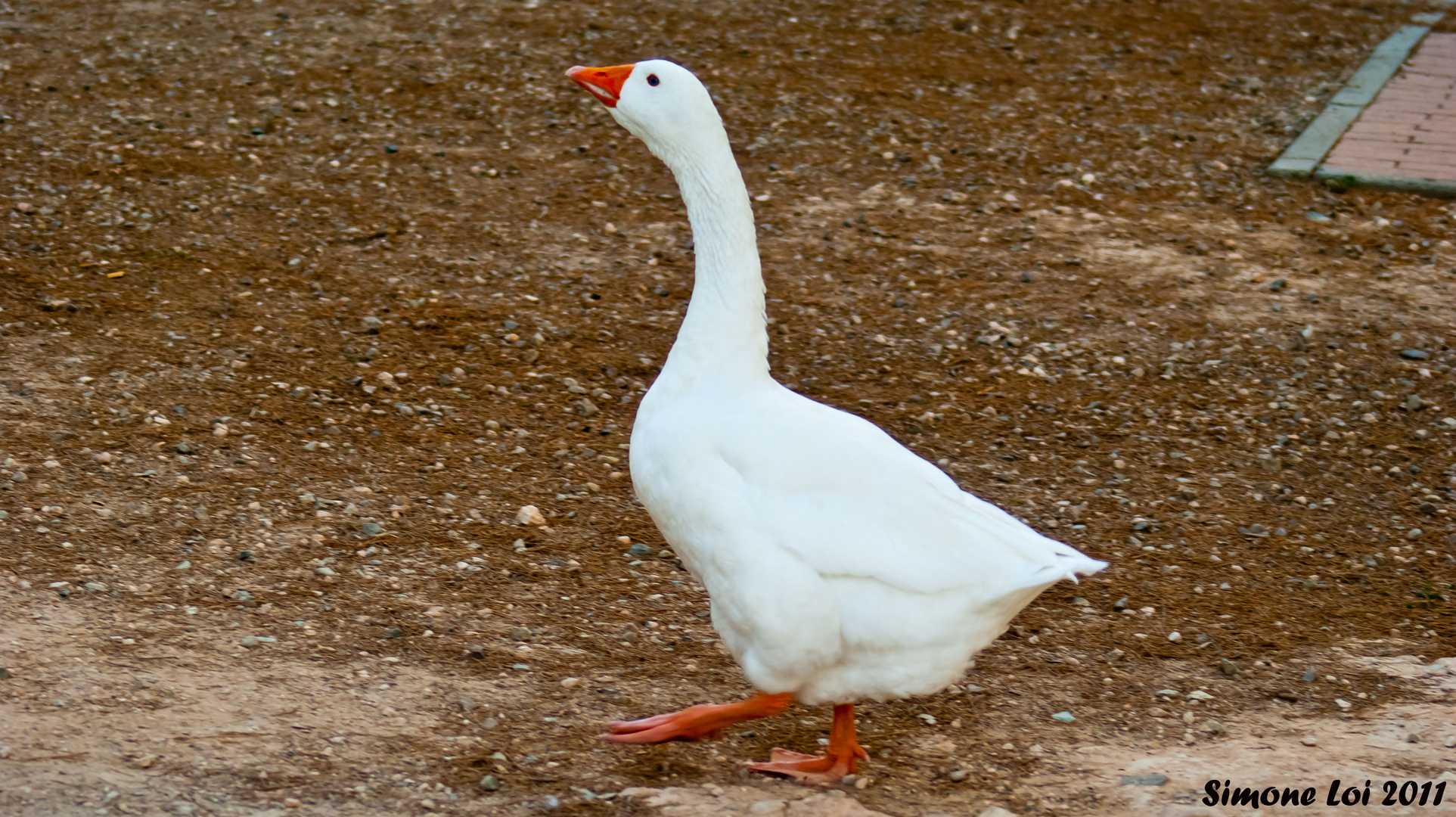 In cerca di cibo