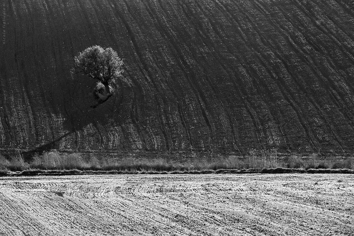 in chiaroscuro (Terra Madre)