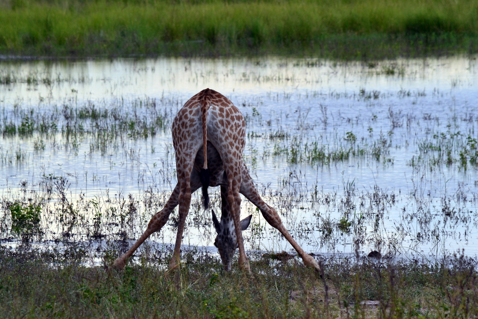 in Chobe Nationalpark....Giraffe beim Trinken