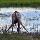 in Chobe Nationalpark....Giraffe beim Trinken