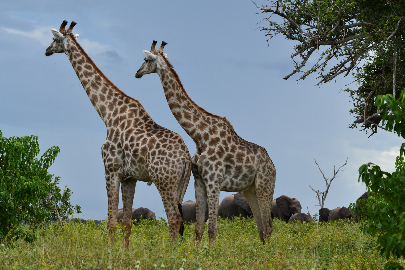 in Chobe Nationalpark....Giraffen