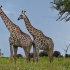 in Chobe Nationalpark....Giraffen