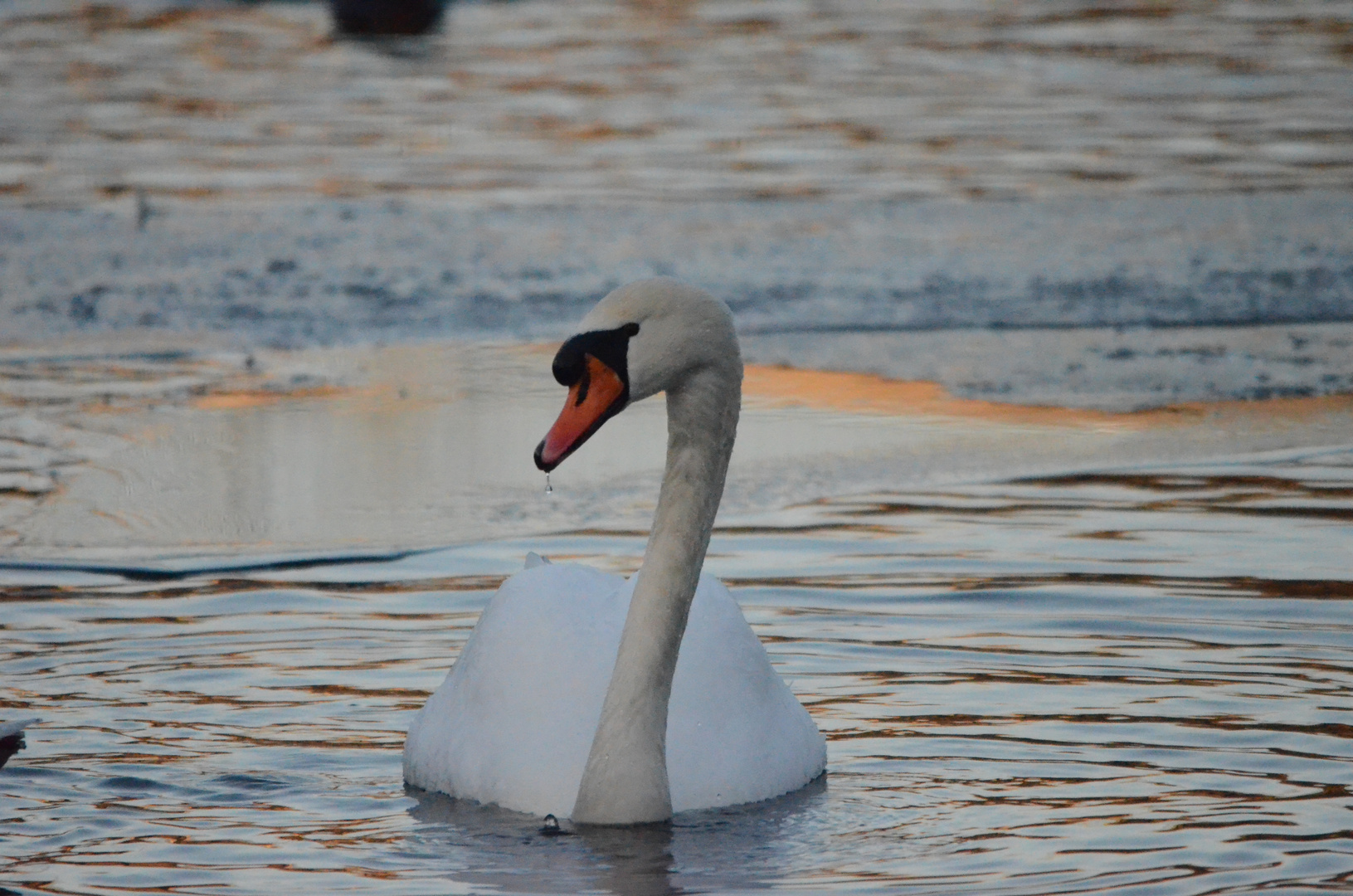 In Cold Water