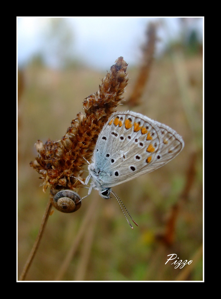 in compagnia......