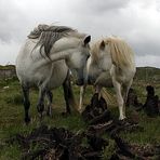 In Connemara