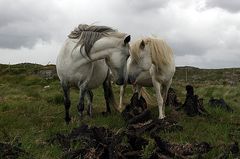 In Connemara