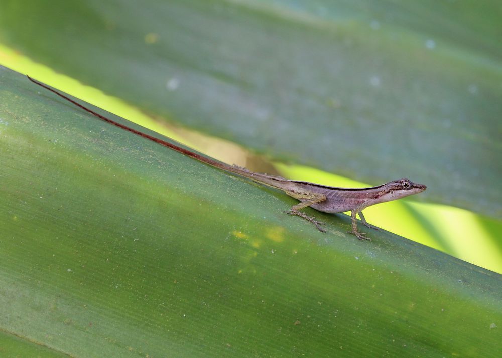 In Costa Rica gibt es verschiedene Arten von Echsen.