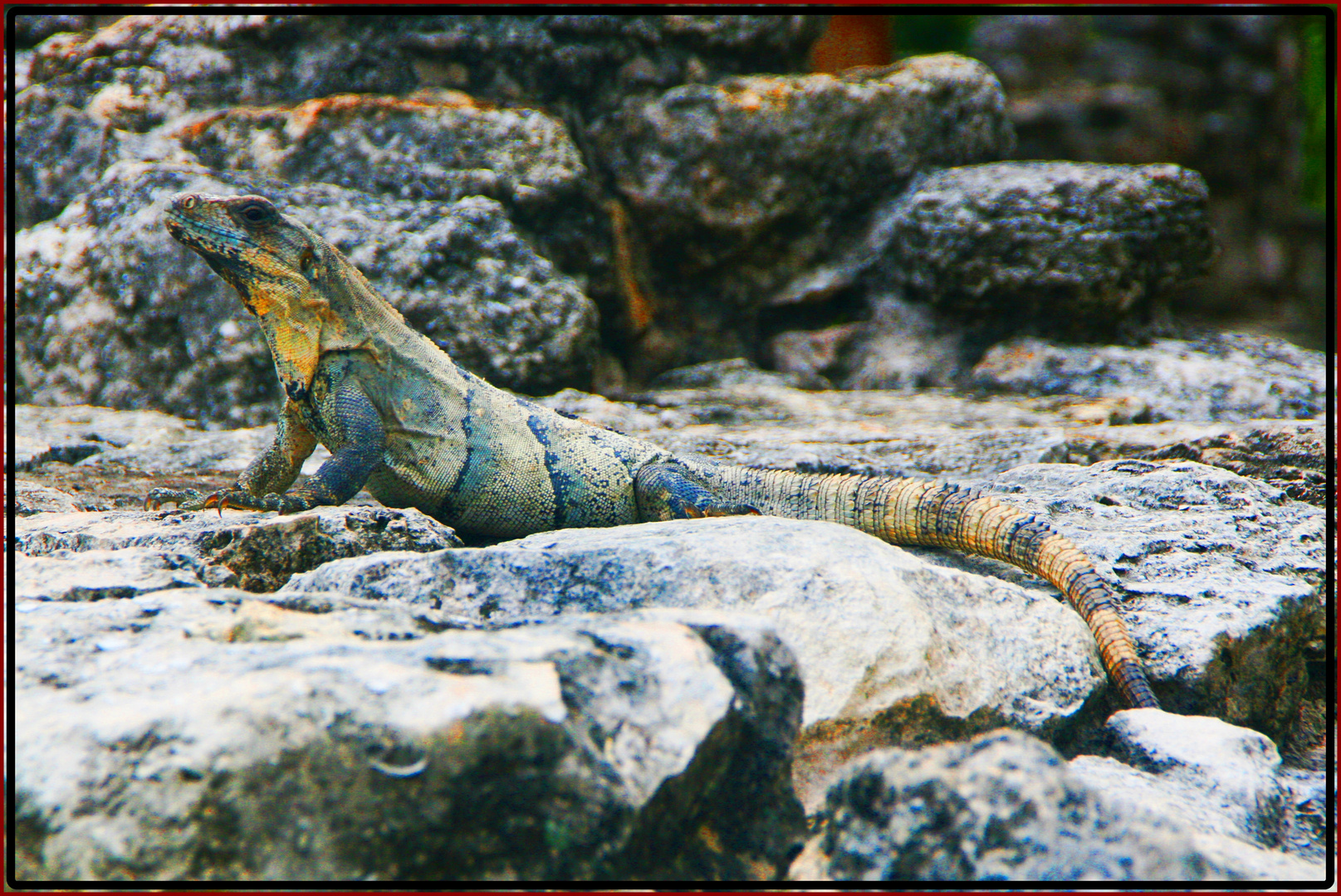 in Cozumel 2