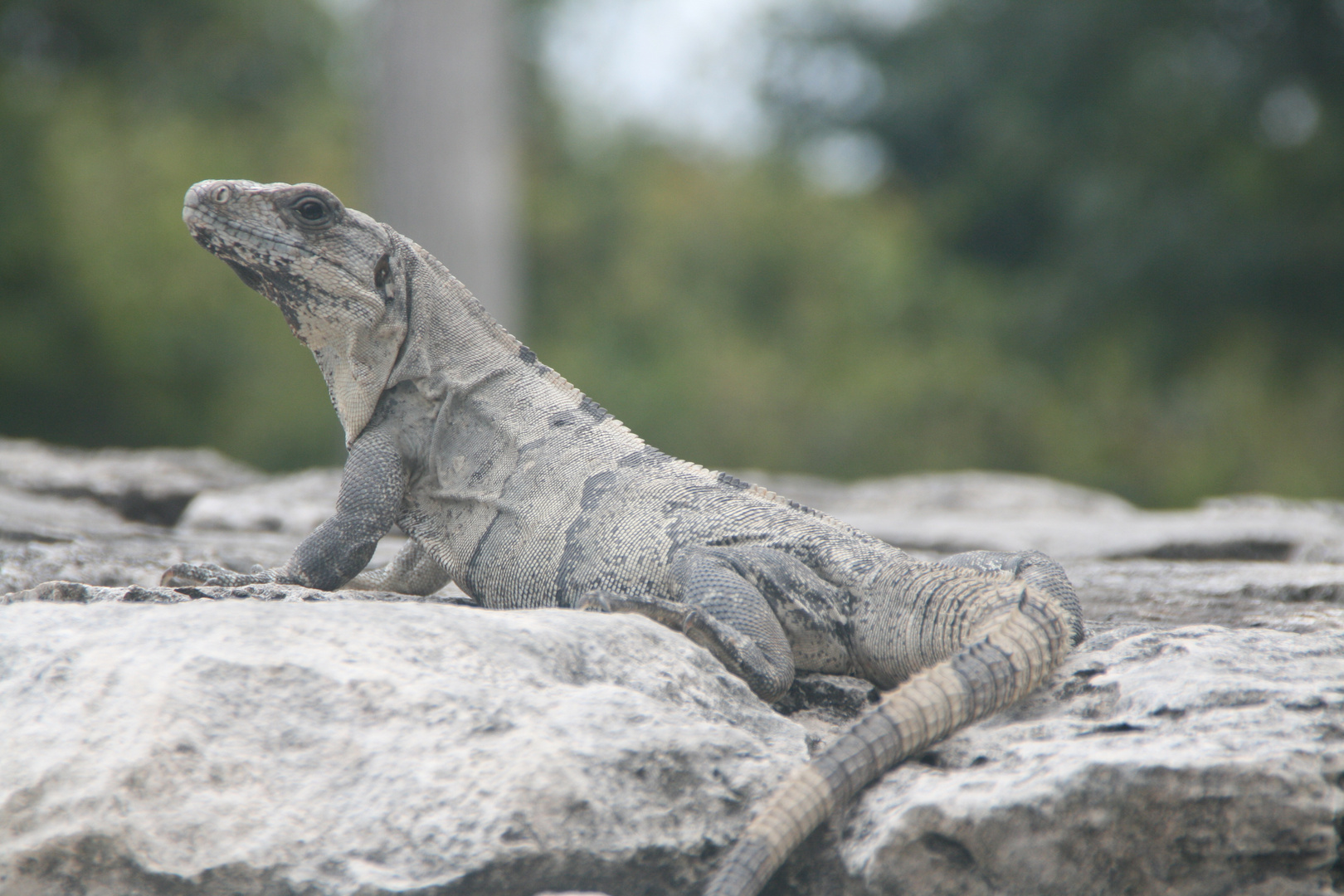 in Cozumel