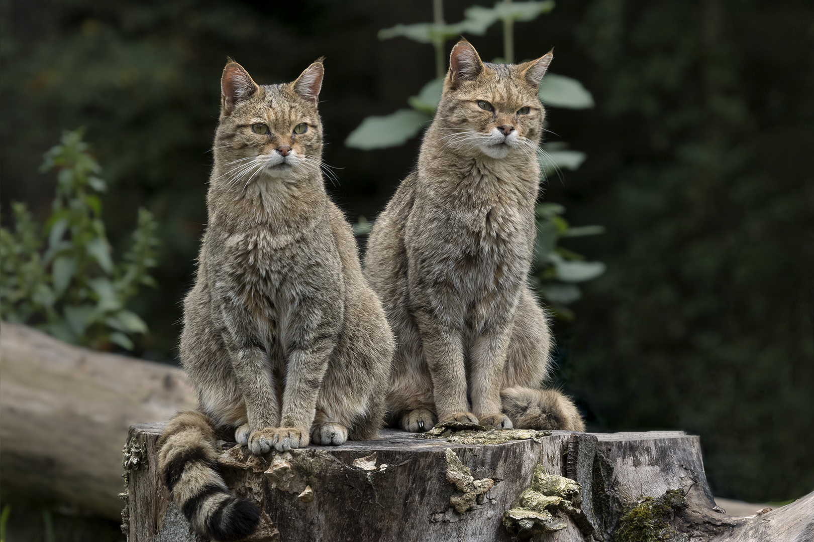 In D wieder heimisch: Europäische Wildkatze