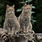 In D wieder heimisch: Europäische Wildkatze
