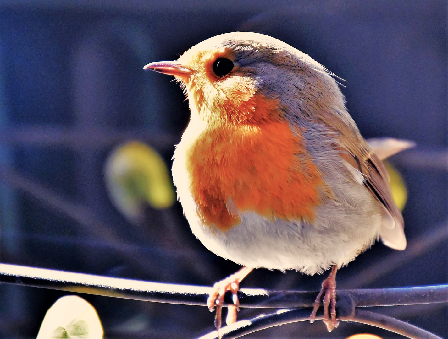 In Dänemark heiße ich Robin