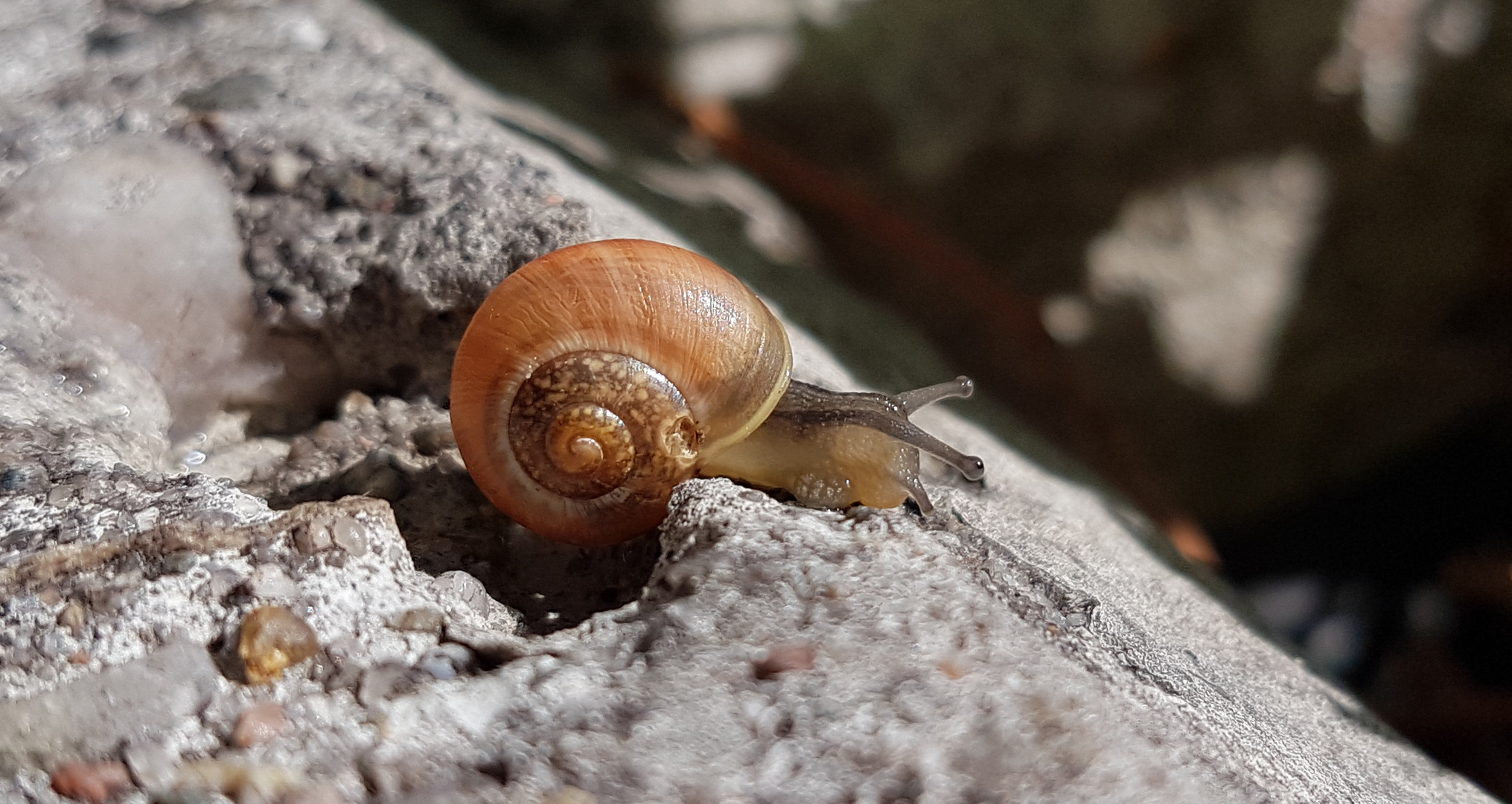 in das schneckchen geschaut  - Bänderschnecke