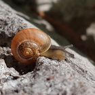 in das schneckchen geschaut  - Bänderschnecke