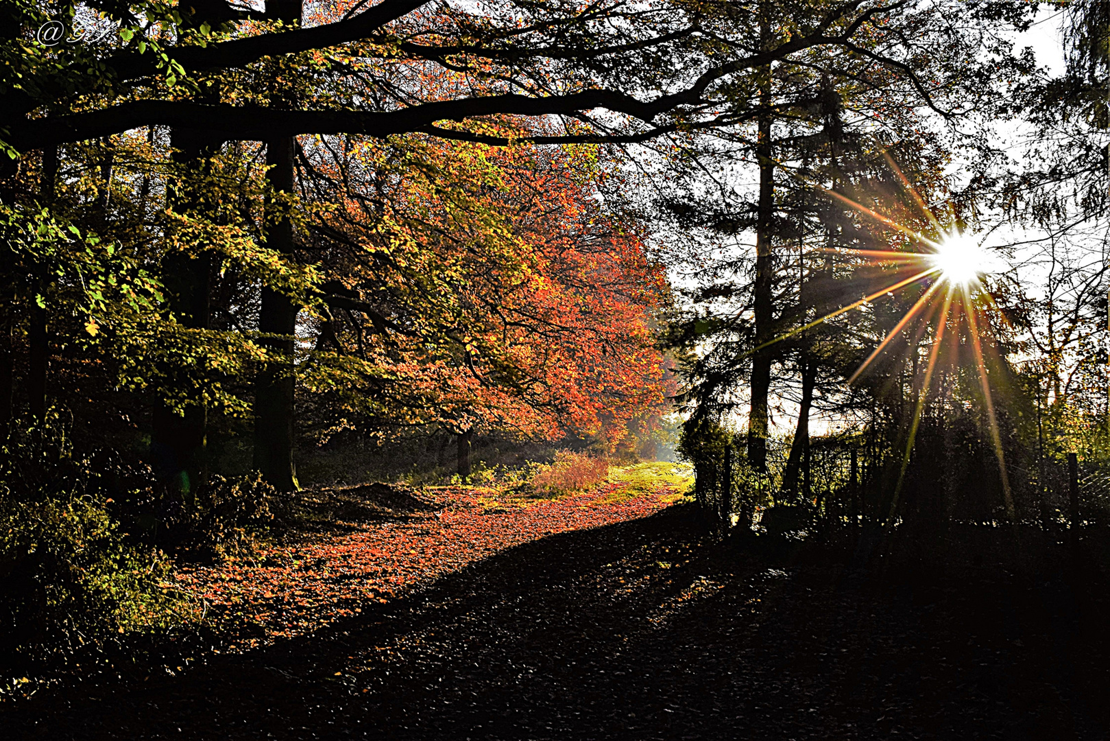 In das Sonnenlicht.