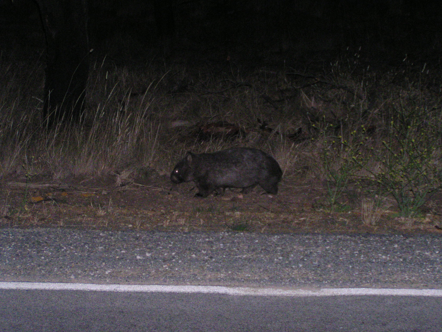 in de nahe von Gisborne bei nacht waren mehrere Wombats am strassenrand