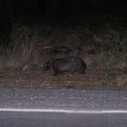 in de nahe von Gisborne bei nacht waren mehrere Wombats am strassenrand